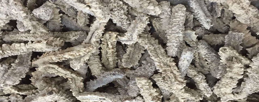 从加拿猛进口海参若何清关？必要哪些资质？