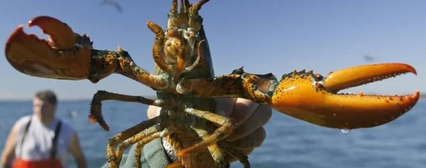 水产进口：波士顿龙虾进口中国近况