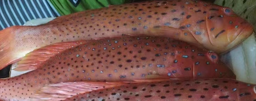 水产进口：菲律宾东星斑昭通进口清关流程及手续