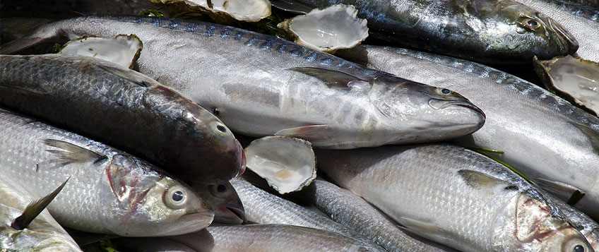 冻鱼进口流程和手续？