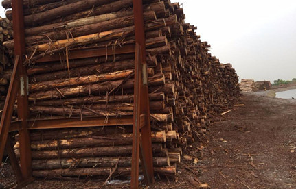 张掖清关：日本柳杉木原木进口清关解决规划