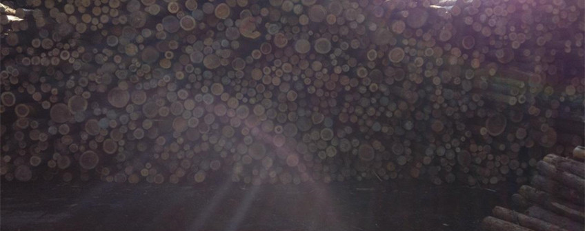 张掖清关：日本柳杉木原木进口清关解决规划