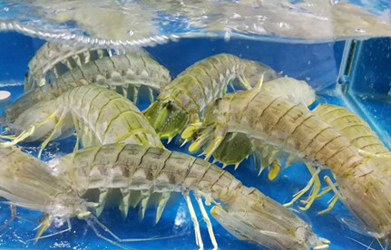 海鲜怎么进口报关？有哪些当苦衷项？